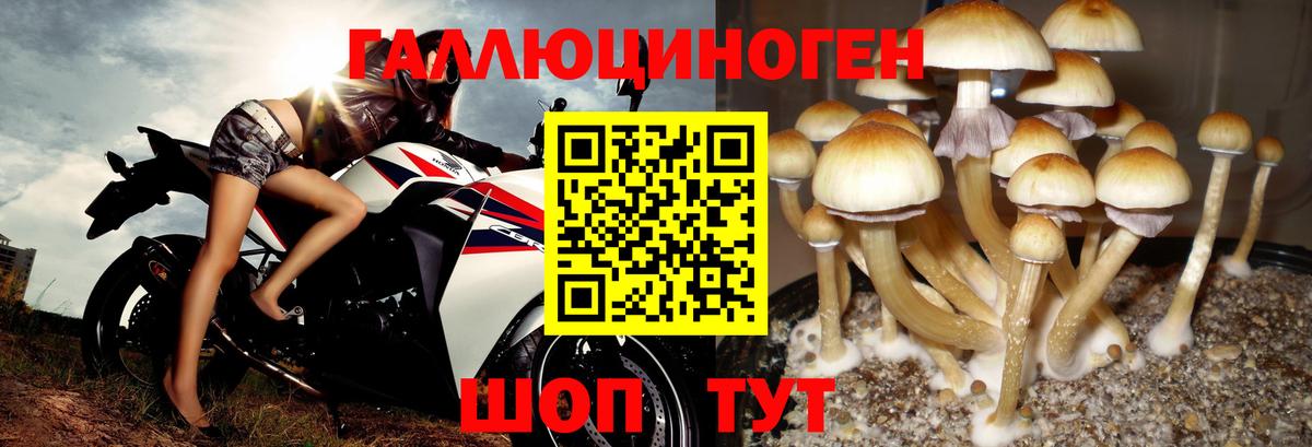 Михайловск  Псилоцибиновые грибы Psilocybine cubensis  Галлюциногенные грибы Magic Shrooms  Вход с VPN 